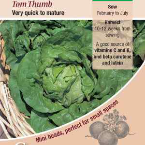 Lettuce, Tom Thumb