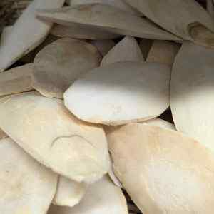 Cuttlefish Bones