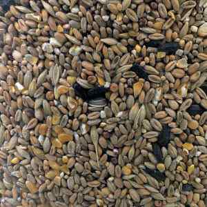 Seed Mix