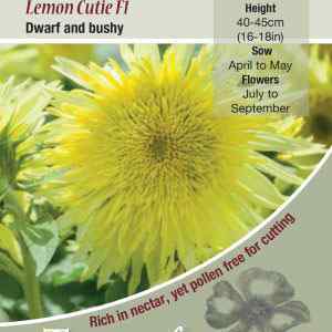 Lemon Cutie F1