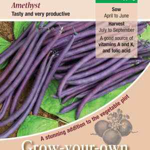 Dwarf French Bean, Amethyst