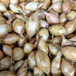 Autumn Champion - Autumn Planting