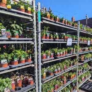 Bedding & Basket Plants