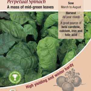 Beet, Leaf Perpetual Spinach