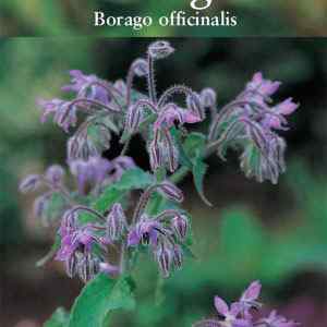 Borage