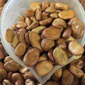 Broad Bean - Aquadulce