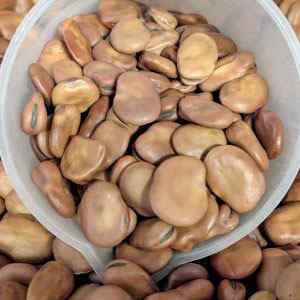Broad Bean - Bunyards Exhibition