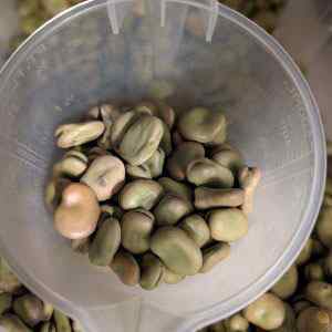 Broad Bean - Masterpiece Green