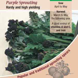 Broccoli, Purple Sprouting