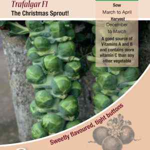 Brussel Sprouts, Trafalgar F1