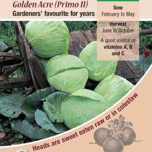 Cabbage, Golden Acre Primo 11