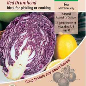 Cabbage, Red Drumhead