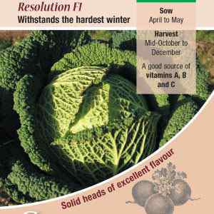 Cabbage, Savoy Resolution F1