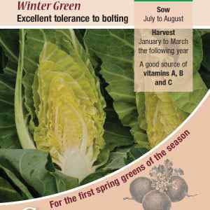 Cabbage, Winter Green