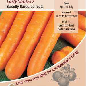 Carrot, Early Nantes 2