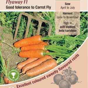 Carrot, Flyaway F1