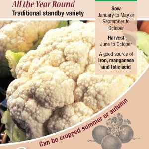 Cauliflower, All The Year Round