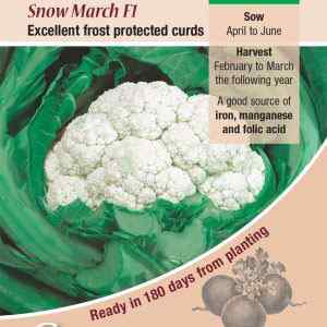 Cauliflower, Snow March F1