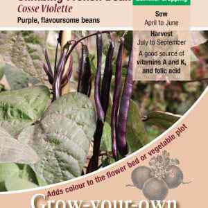 Climbing French Bean, Cosse Violette