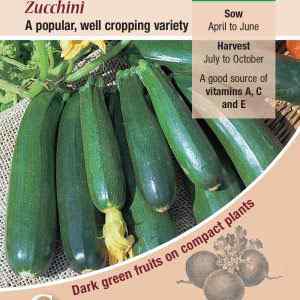 Courgette, Zucchini