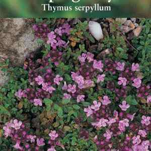Creeping Thyme