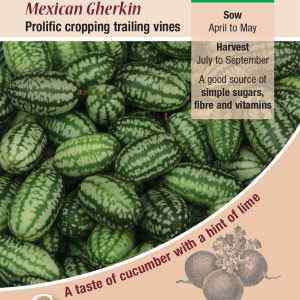 Cucamelon, Mexican Gherkin