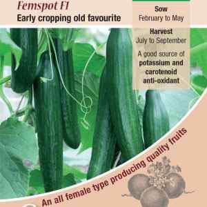 Cucumber, Femspot F1