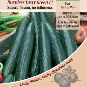 Cucumber (Ridge), Burpless Tasty Green F1