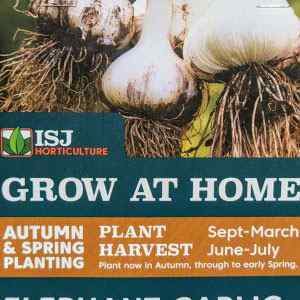 Elephant Garlic - 4 Cloves