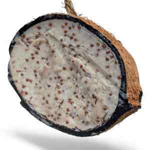 Half Filled Mealworm Coconut Suet Feeder