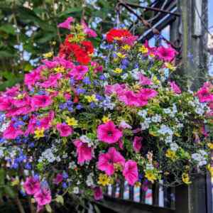 Hanging Baskets