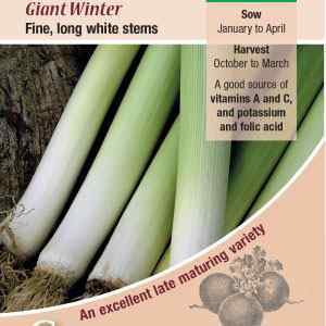 Leek, Giant Winter