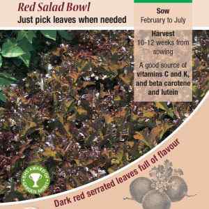 Lettuce, Red Salad Bowl