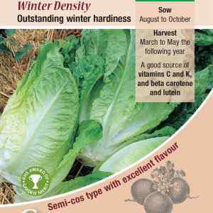 Lettuce, Winter Density