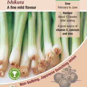 Onion, (Spring), Ishikura