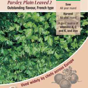 Parsley, Plain Leaved 2