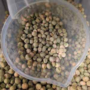 Pea - Petit Provencal