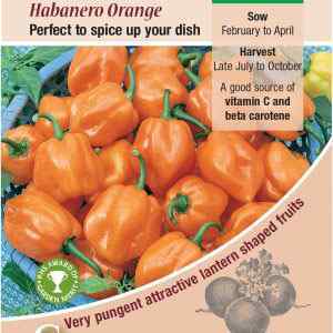 Pepper (Chilli), Habanero Orange