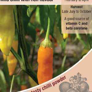 Pepper (Chilli), Havana Gold