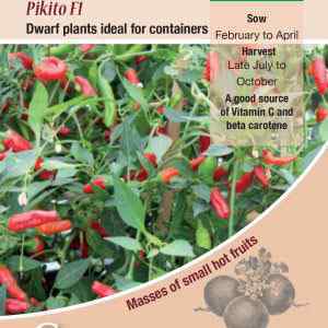 Pepper (Chilli), Pikito F1