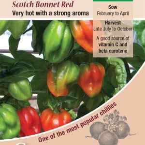 Pepper (Chilli), Scotch Bonnet Red