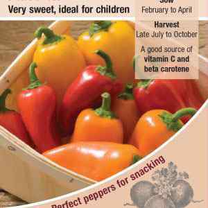 Pepper (Sweet), Snack Bite F1