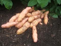 Pink Fir Apple