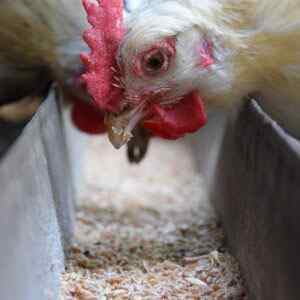 Poultry Feed