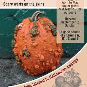 Pumpkin, Goosebumps F1