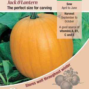 Pumpkin, Jack O'Lantern