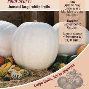 Pumpkin, Polar Bear F1