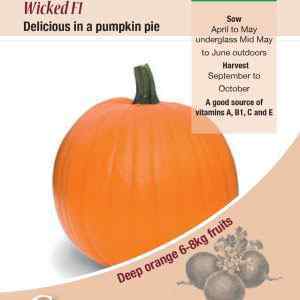 Pumpkin, Wicked F1