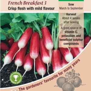 Radish, French Breakfast 3