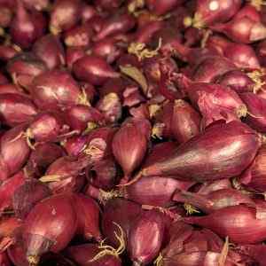 Red Baron - Spring Planting